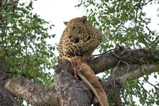 Ein Leopard sitzt in einem Baum und wacht über seine Beute