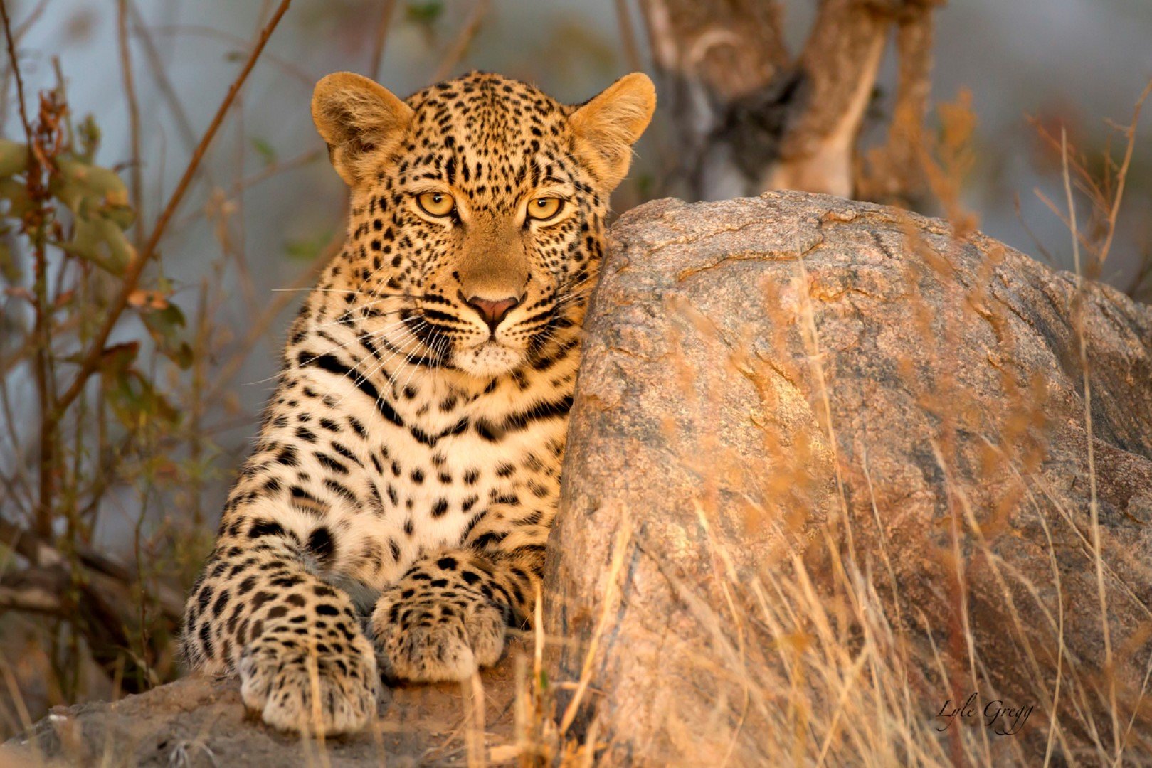 Leopard sonnt sich auf Stein bei Sonnenuntergang in der Greater Kruger Area