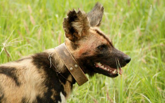 Nahaufnahme eines Afrikanischen Wildhundes mit einem Anti-Fallen-Halsband und Sender