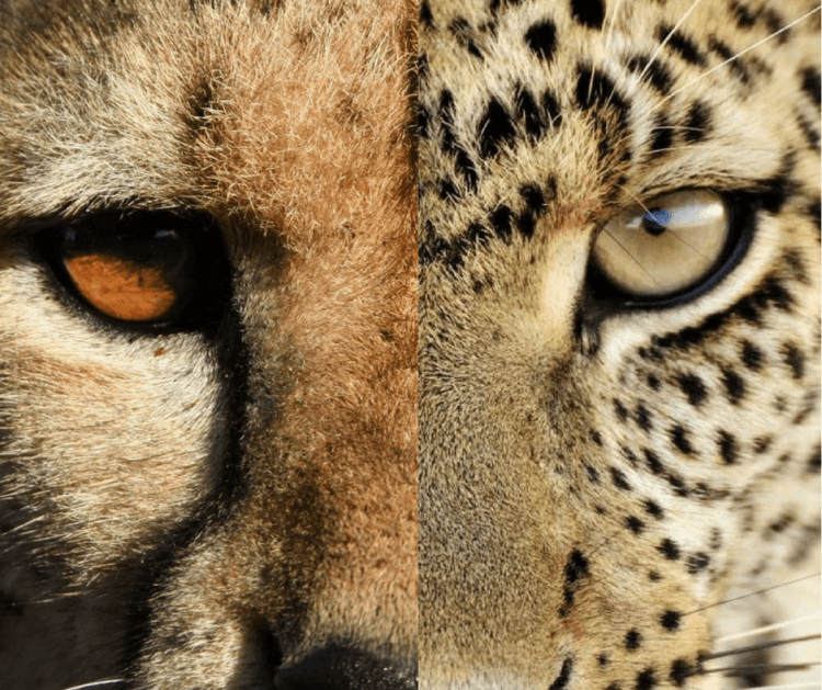 leopard vs cheetah eyes