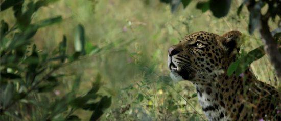 Ein Leopard sitzt im grünen Busch und guckt nach oben