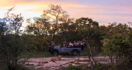 Eine Gruppe in einem Safari-Fahrzeug beobachtet ein Löwenrudel mit Nachwuchs vor einem malerischen Sonnenuntergang