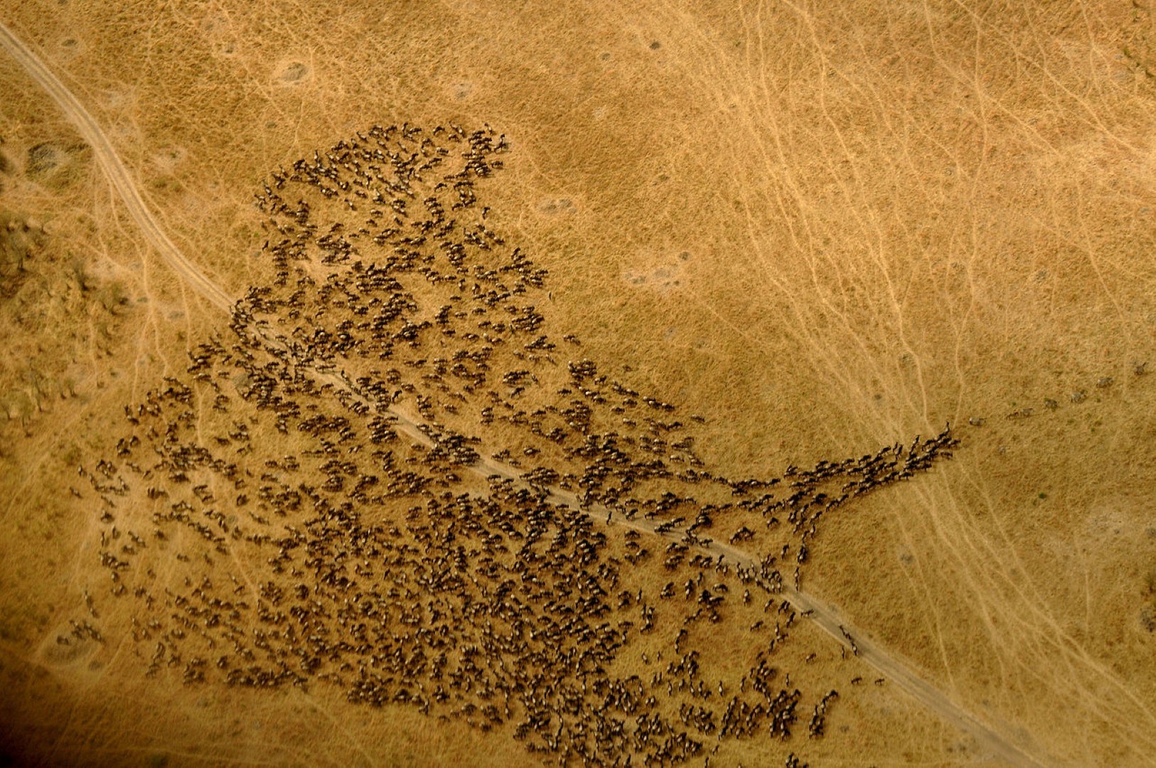 Die große Gnuwanderung in Afrika aus der Vogelperspektive