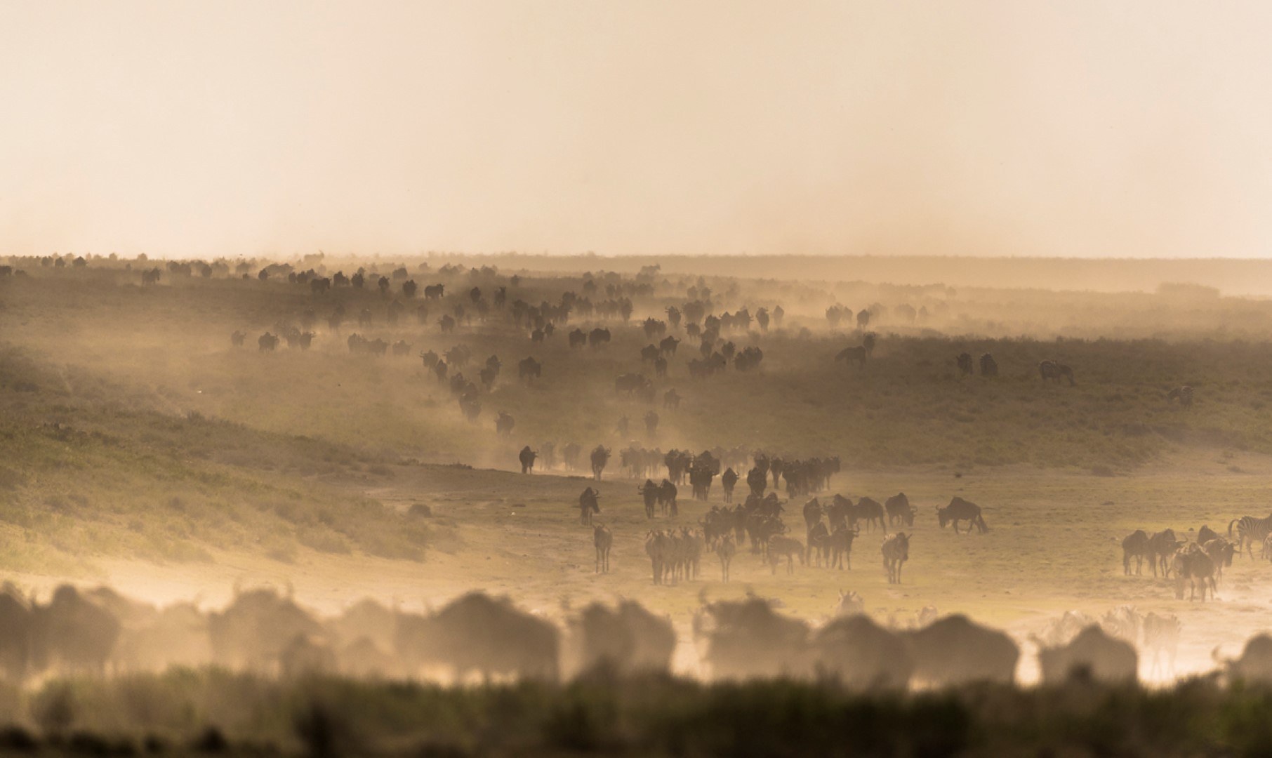 Gnous et zèbres dans une plaine brumeuse au Kenya dans le Masai Mara.