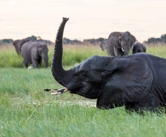 Elefant im grünen Sumpf