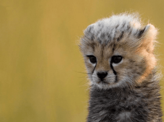 Nouveau né et bébé guépard dans le classement des plus mignons bébés animaux.