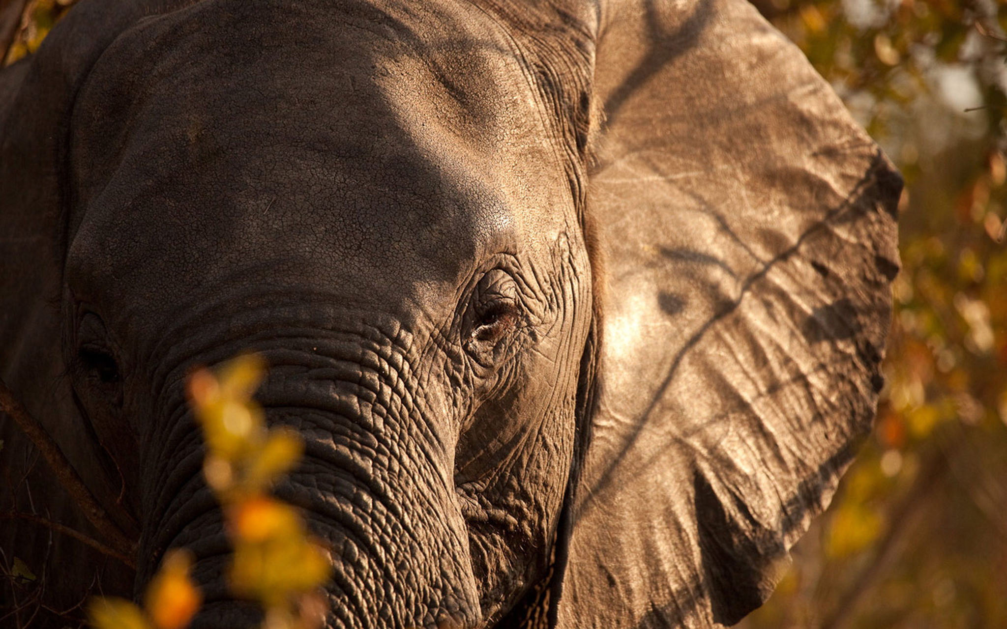 Closeup Elefant 