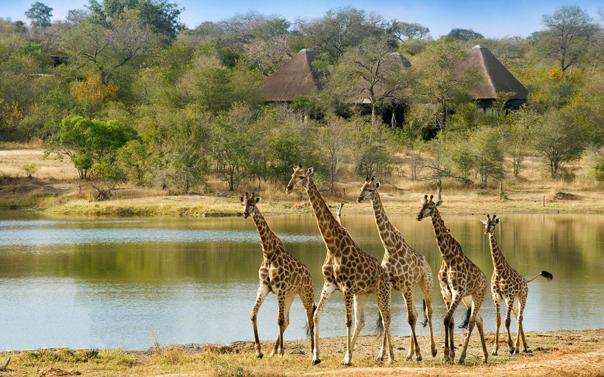 Giraffen ziehen am Wasserloch vor der Lodge vorbei