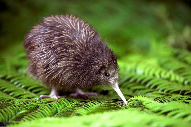 Oiseau kiwi en Nouvelle Zélande