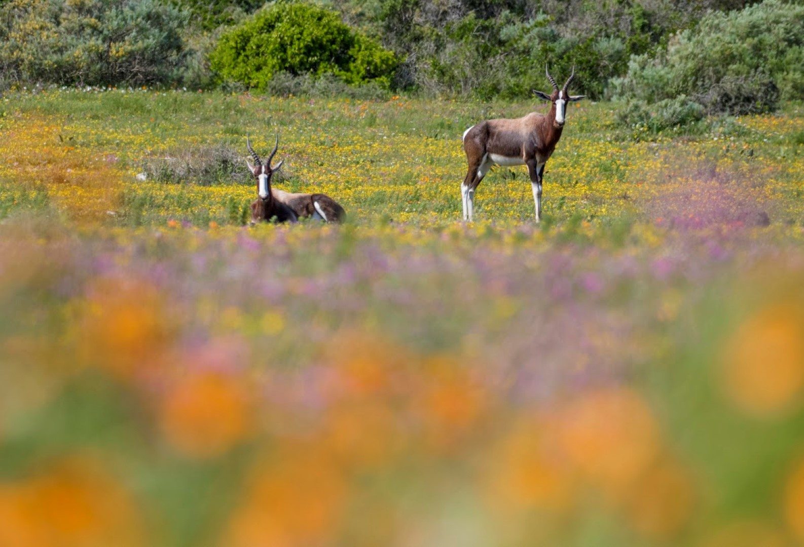 Saison de floraison et désert fleuri du Namaqualand 