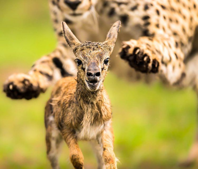 Telle est la dure loi de la jungle : guépard chassant une antilope née depuis quelques minutes seulement. 