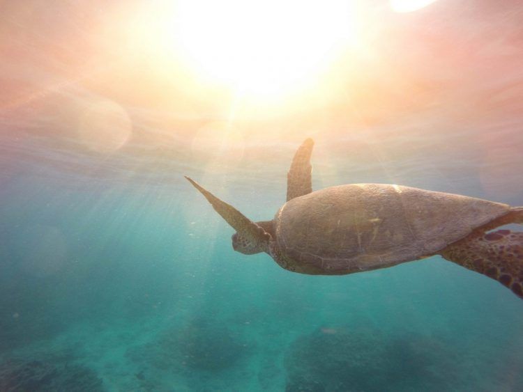 Tortue nageant dans l'océan et l'eau turquoise. 