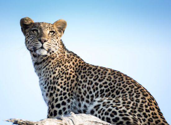 Ein Leopard vor blauem Himmel