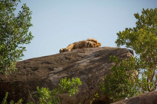 Löwe liegt auf Felsen