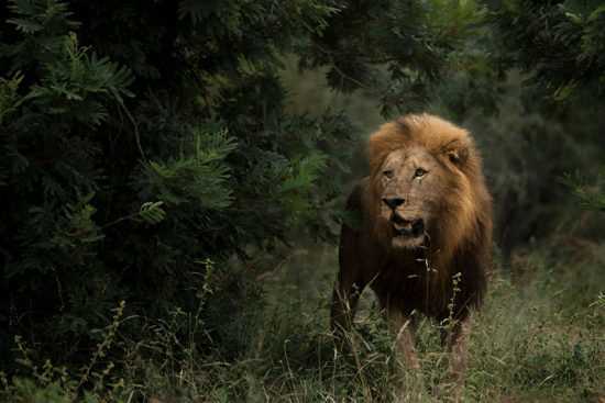 Ein Löwe mit prächtiger Mähne im grünen Busch des Sabi Sand Game Reserve