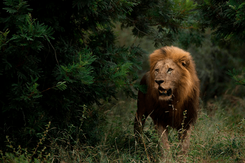 Ein Löwe mit prächtiger Mähne im grünen Busch des Sabi Sand Game Reserve