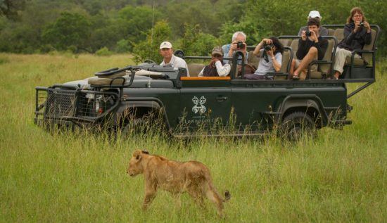 Urlauber fotografieren eine Löwin, die vor dem Geländewagen durchs grüne Gras schreitet