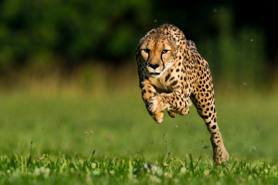 Guépard le plus rapide du monde bondit en pleine course plan moyen