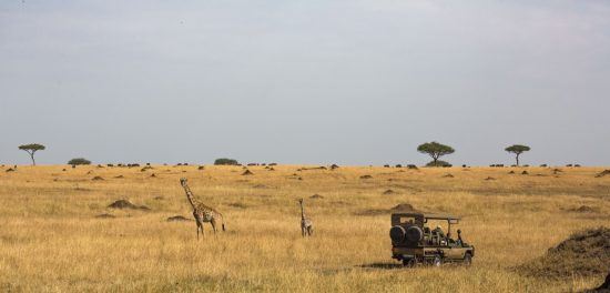 Geländefahrzeug in der Savanne mit Giraffen