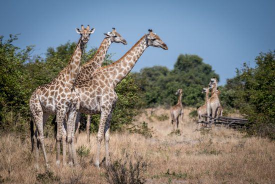 Giraffen in der Savuti-Region des Chobe Nationalparks