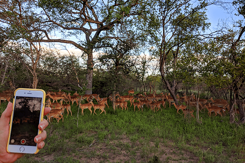 Impalas na Reserva Karongwe, África do Sul - Foto: Guilherme Perez