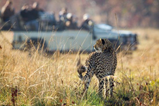 Safari in Sambia: Eine Gruppe in einem offenen Geländewagen beobachtet einen Geparden, der durch die Graslandschaft läuft