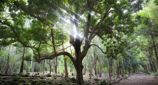 Durch einen Baum im Regenwald fallen Lichtstrahlen