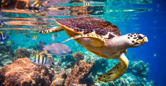 Eine Echte Karettschildkröte schwimmt durch eine bunte Unterwasserwelt