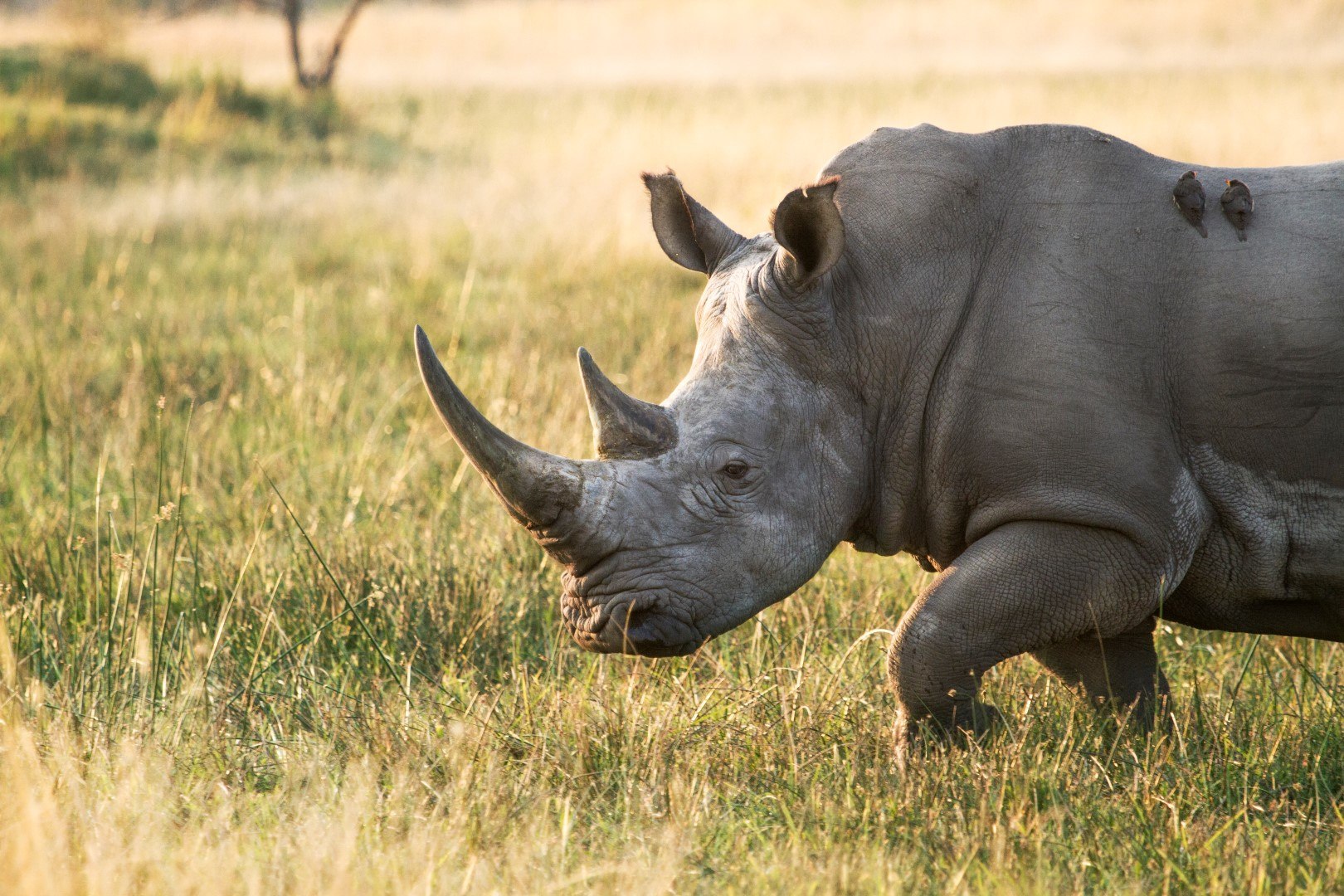 Wander-Safari bei den Victoria-Fällen - Breitmaulnashorn