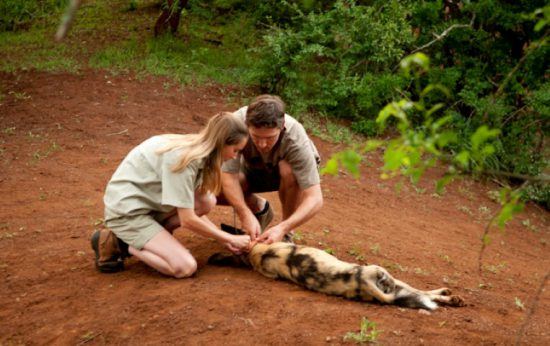 Ein Mann und eine Frau statten einen Afrikanischen Wildhund mit einem Anti-Fallen-Halsband und Sender aus