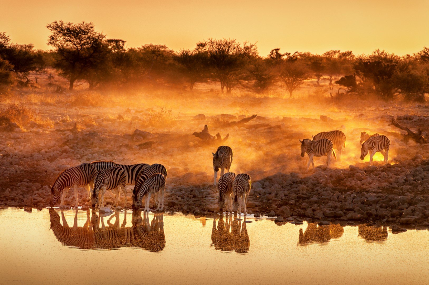 Zebras am Wasserloch bei Sonnenuntergang