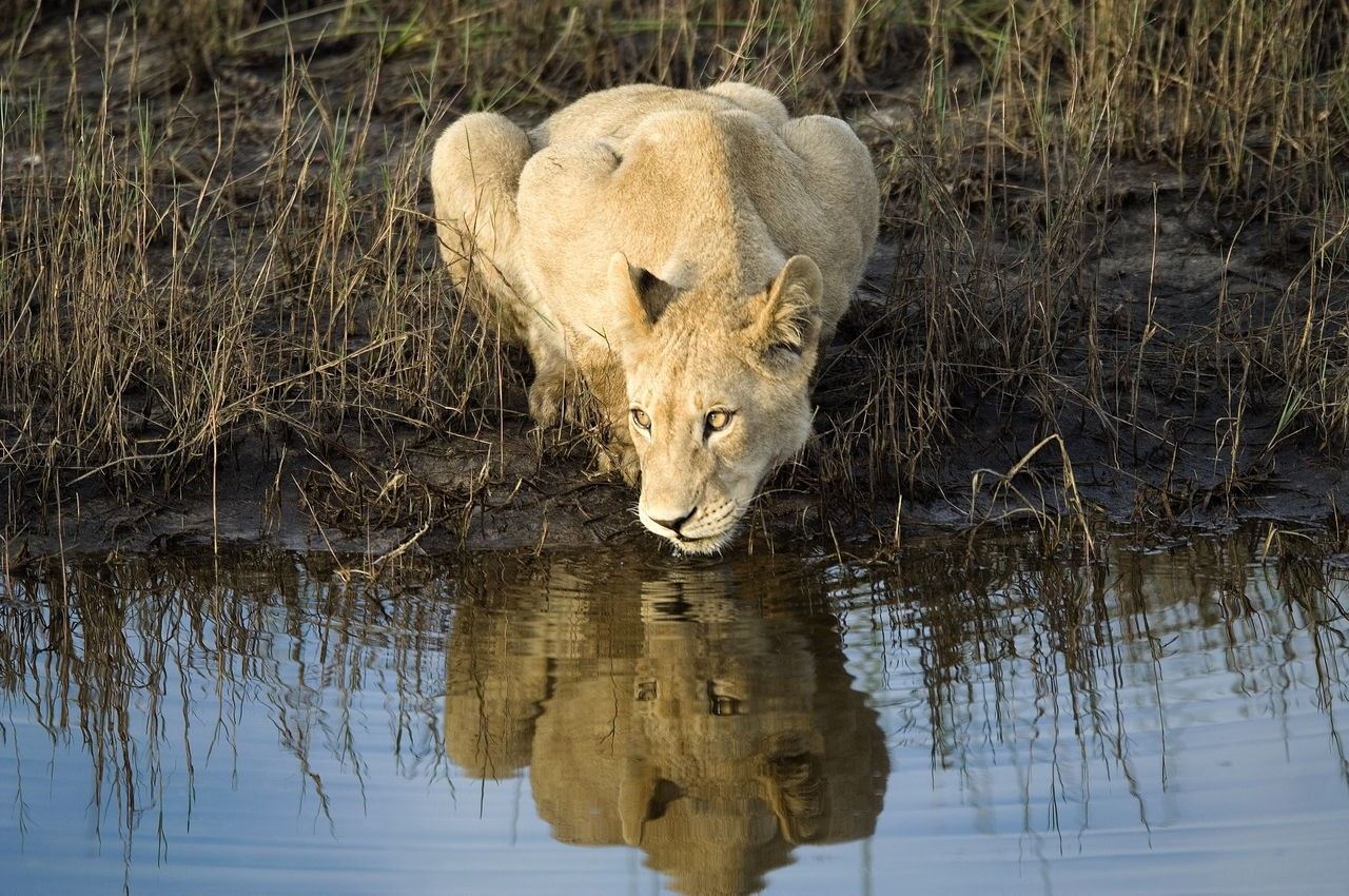 Lionne se penchant pour boire dans le Delta de l'Okavango au Botswana