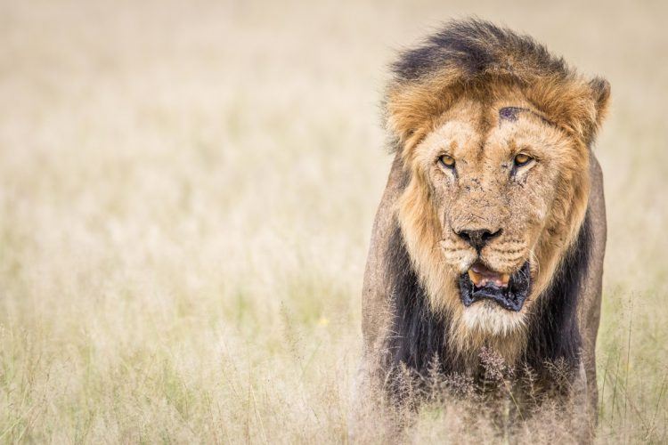 Participation de Simon Eeman au concours Africa's Photographer of the Year 2018.