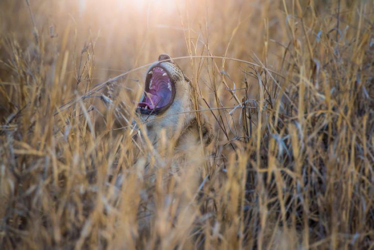 Participation de Saran Venki au concours Africa's Photographer or the Year 2018