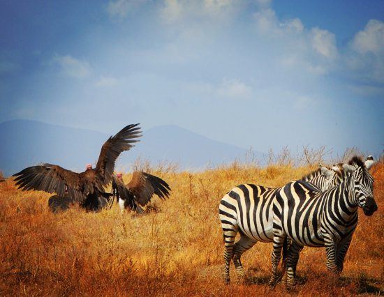 APOTY 2018 zebra and vultures 