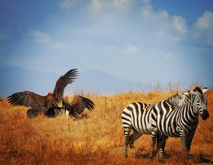 Participation de Rebecca Mack au concours Africa's Photographer of the Year 2018