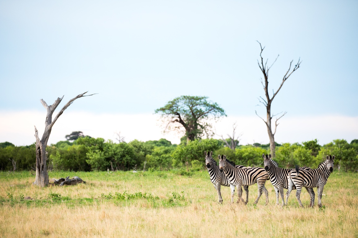 Zebras in der Savanne