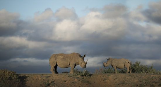 Two rhino on a hill spotted at Kwandwe Game Reserve in South Africa