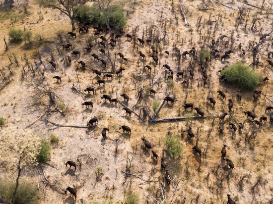 Vista aérea de búfalos pastando em Botsuana