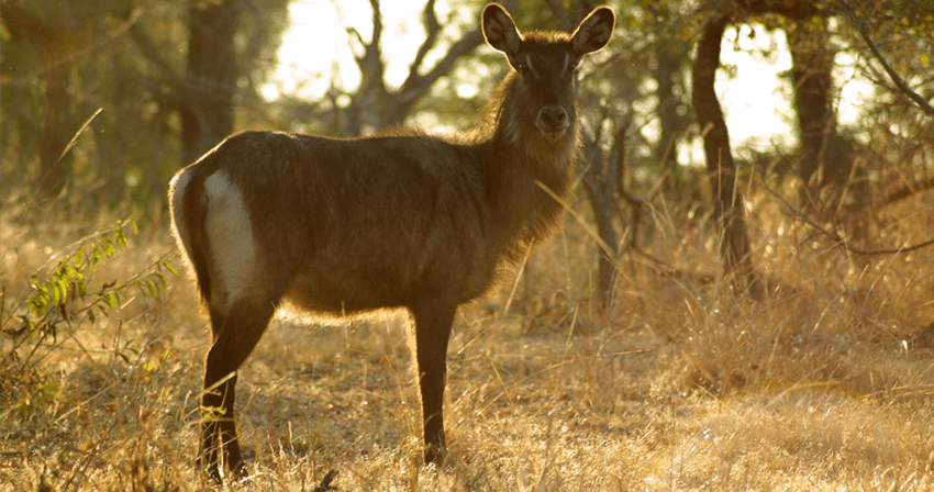 Defassa Waterbuck, Kafue