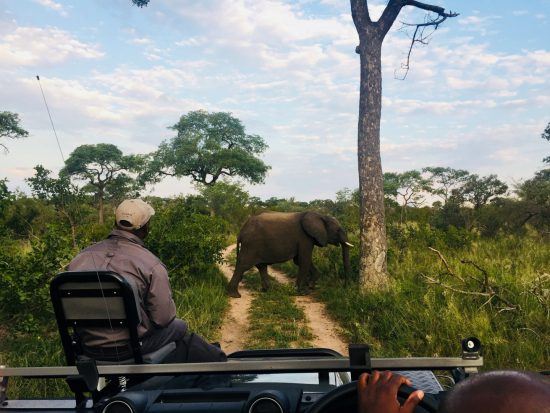 Ranger und Tracker auf dem Geländewagen in der Wildnis