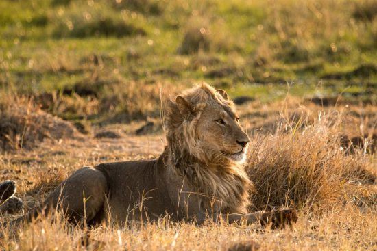 Um leão jovem descansa de forma imponente na savana