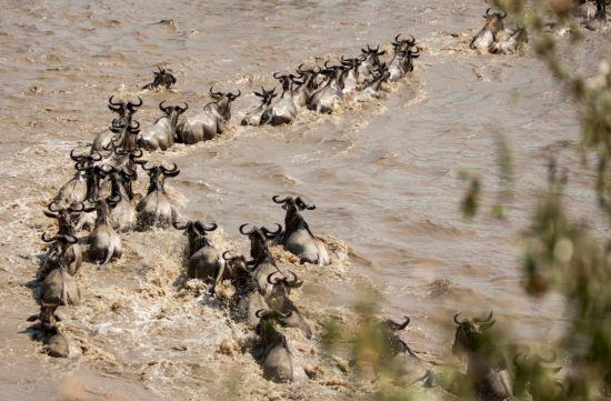 Gnus überqueren Fluss