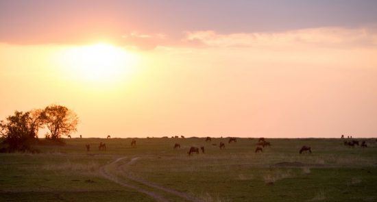 Sonnenuntergang und Tiere am Grasen