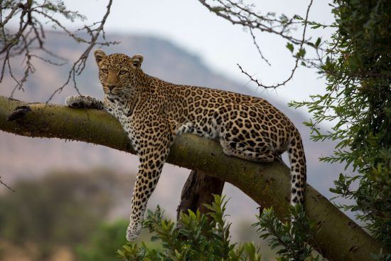 Female leopard in a tree spotted whilst staying at Klein's Camp