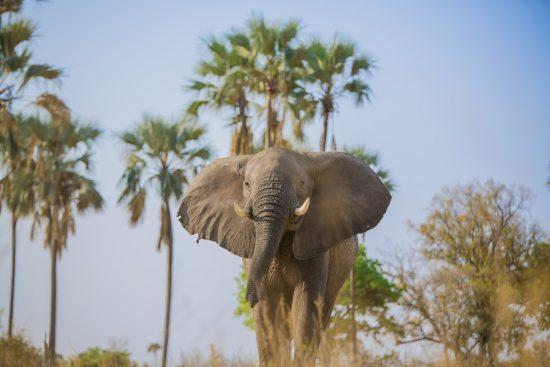 Uma fotografia de ângulo baixo de um elefante com palmeiras ao fundo em Botsuana