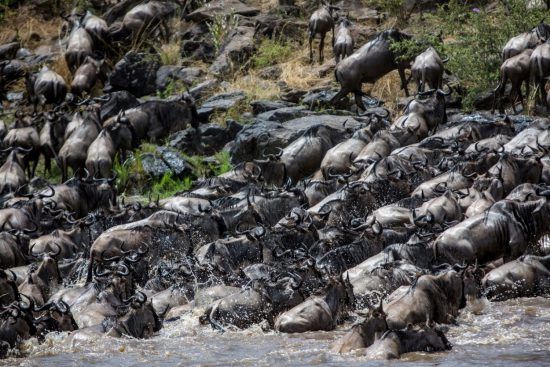 Gnus bei Flussüberquerung