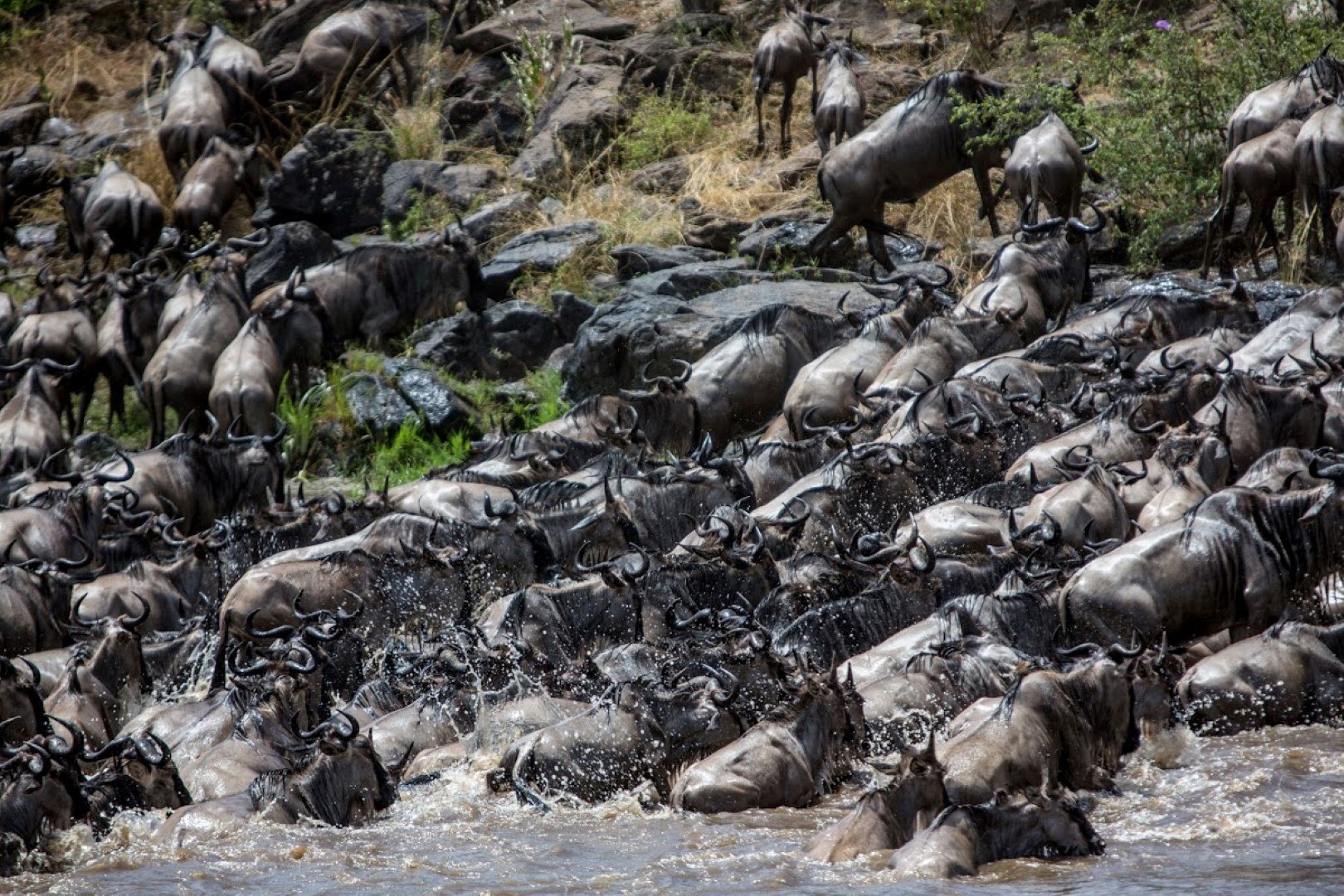 Chaos during a wildebeest river crossing