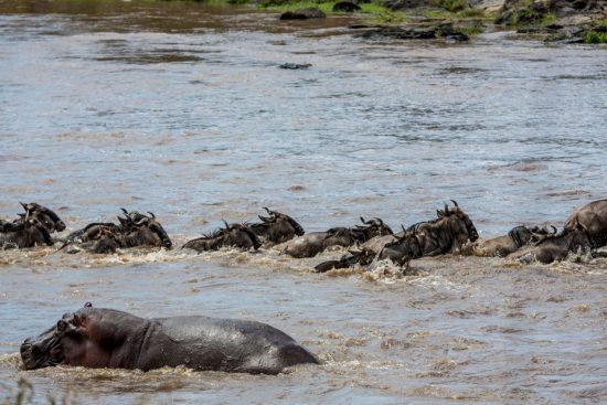 Gnus und Flusspferde im Fluss