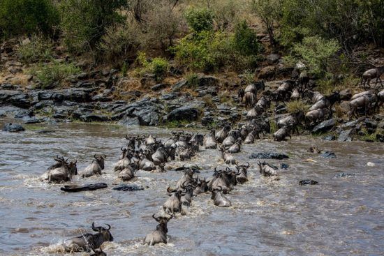 Gnus bei Flussüberquerung